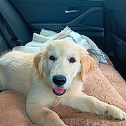 Tulipe a rejoint le concours — aidez-le/la à gagner de superbes lots ! dog, golden_retriever, puppy, animal, pet, indoor, car_interior, blanket, brown, fur, canine, cute, young, relaxed, smiling, resting, seat, window, door, comfort