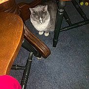 Baby is registered to the contest to win money with this photo: cat, gray_cat, indoor, carpet, wooden_chair, wooden_table, pet_toys, furniture, floor, animal, domestic_animal, sitting, quiet, looking_down, cozy, home_interior, table_leg, chair_leg, scratches, shadow