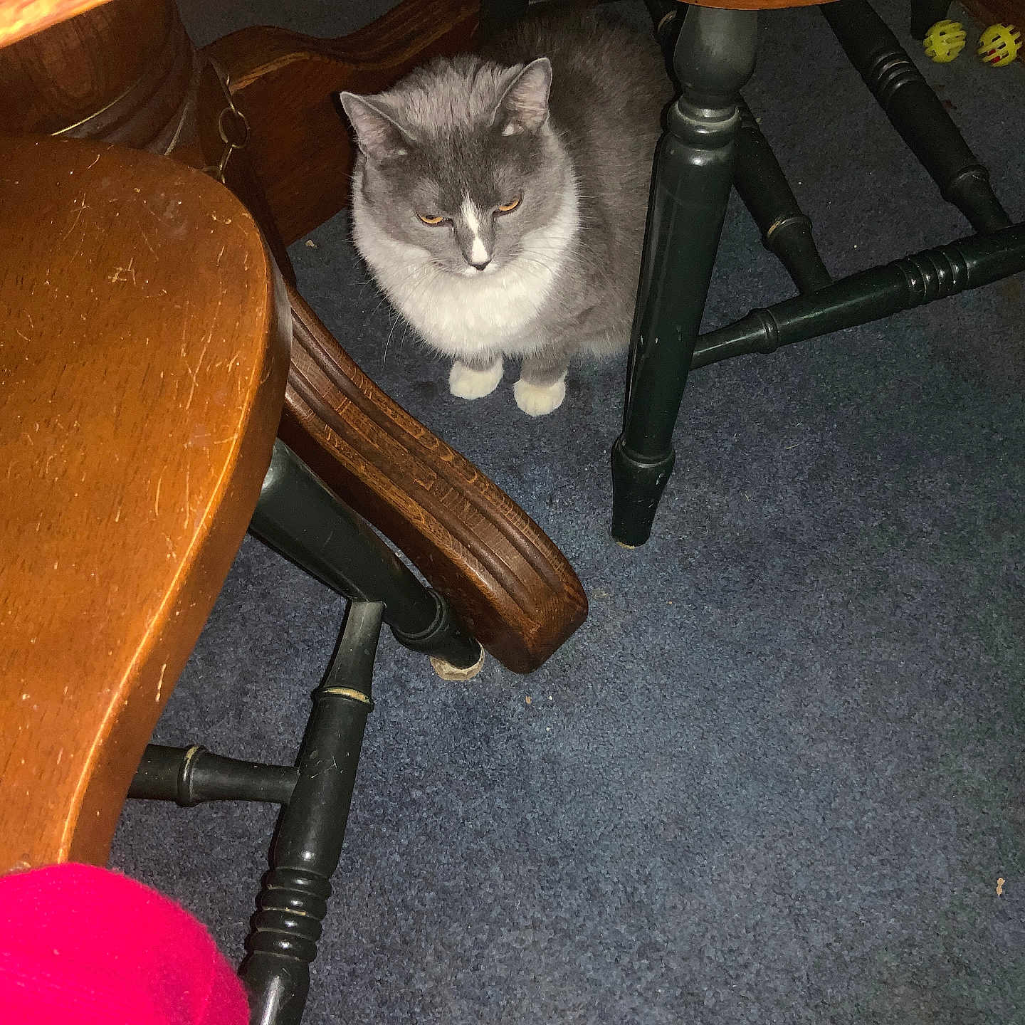 Baby is registered to the contest to win money with this photo: cat, gray_cat, indoor, carpet, wooden_chair, wooden_table, pet_toys, furniture, floor, animal, domestic_animal, sitting, quiet, looking_down, cozy, home_interior, table_leg, chair_leg, scratches, shadow
