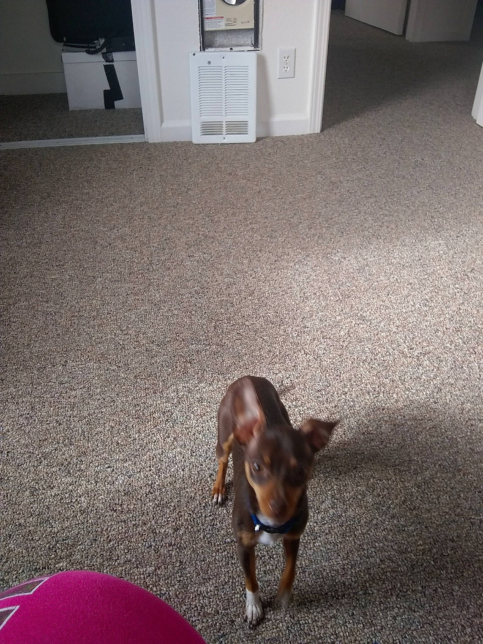 Buster joined the competition — help win amazing prizes! canidae, carnivore, comfort, companion_dog, dog, dog_breed, ear, fawn, felidae, floor, flooring, hardwood, kitchen_appliance, liver, pet_supply, snout, sporting_group, tail, whiskers, working_animal