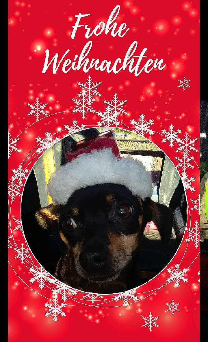 Dozer joined the competition — help win amazing prizes! advertising, book, book_cover, carnivore, christmas_ornament, companion_dog, dog, dog_breed, dog_supply, event, font, graphic_design, holiday, magenta, photo_caption, poster, publication, rectangle, toy_dog, working_animal