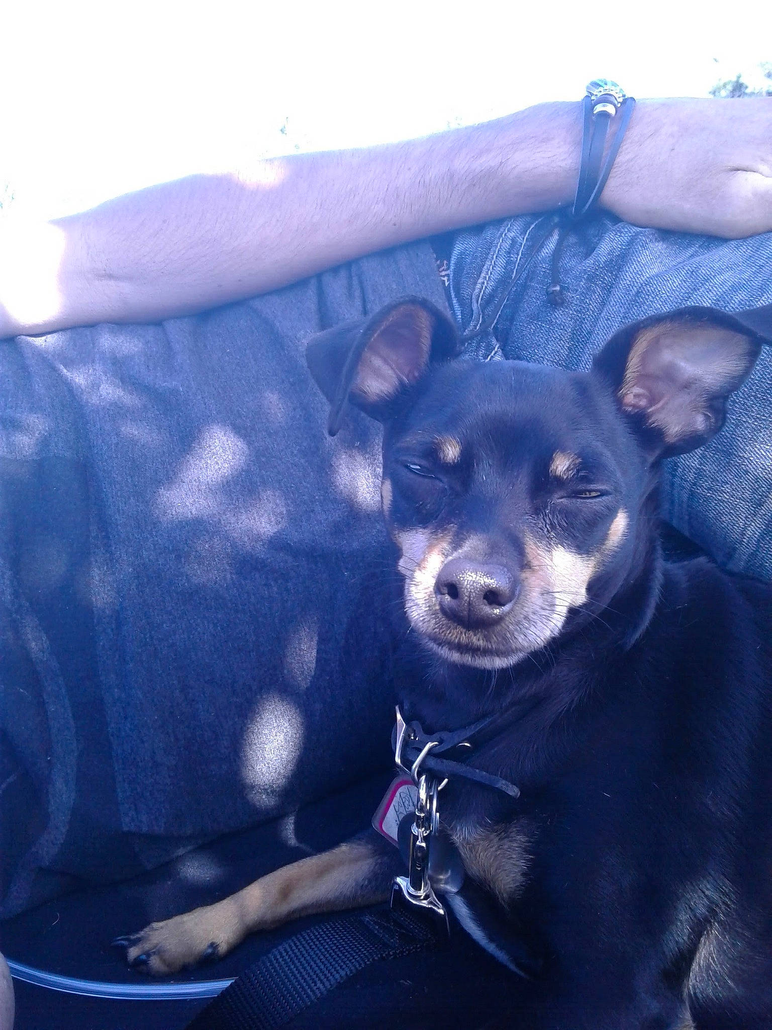 Dozer is registered to the contest to win money with this photo: adventure, canidae, carnivore, chihuahua, companion_dog, dog, dog_breed, ear, electric_blue, fawn, fur, guard_dog, non_sporting_group, puppy, sitting, snout, sporting_group, toy_dog, whiskers, working_animal