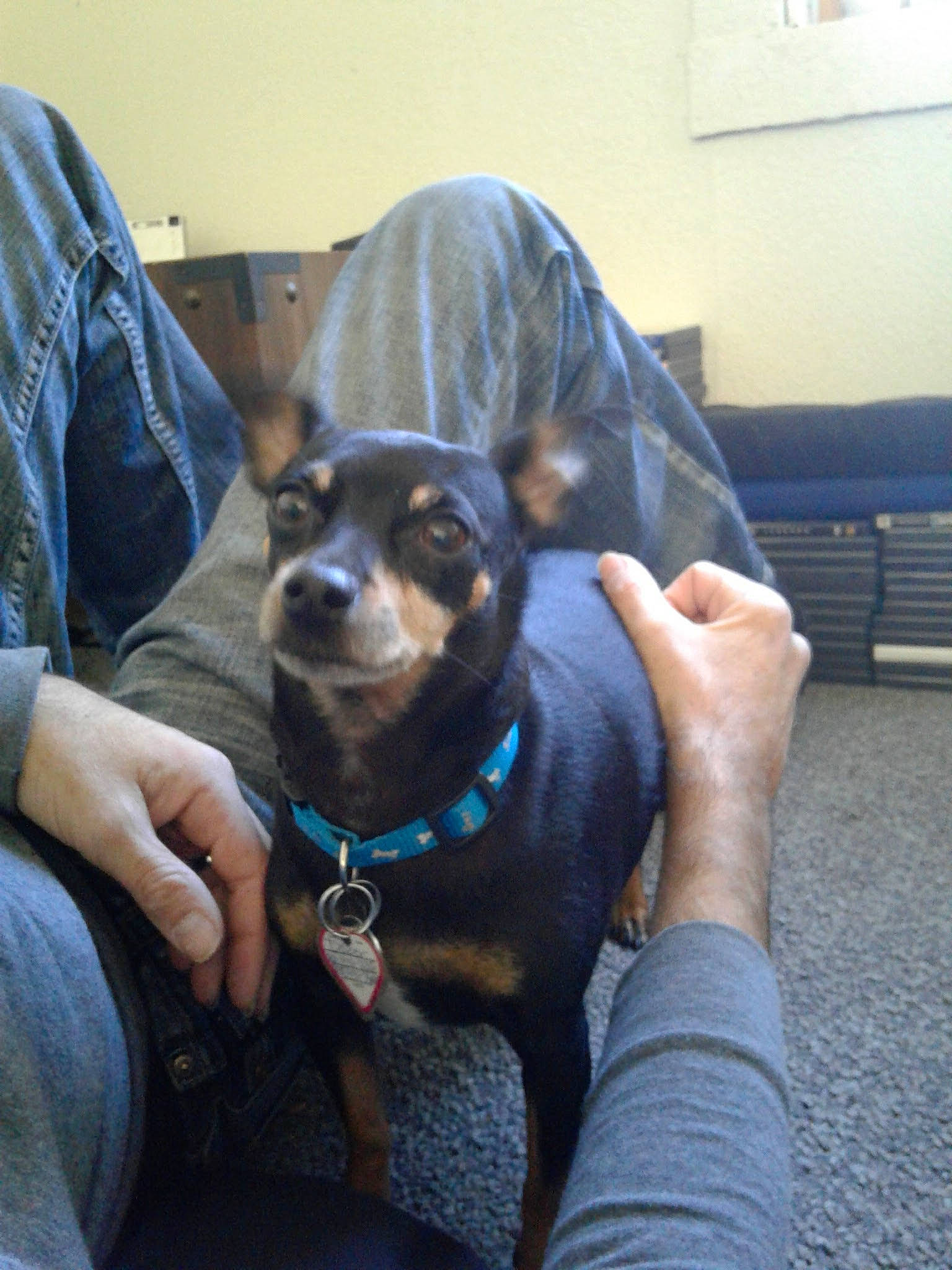 Dozer is registered to the contest to win money with this photo: canidae, carnivore, chair, comfort, companion_dog, couch, dog, dog_breed, ear, fawn, guard_dog, mammal, personal_protective_equipment, sitting, snout, sporting_group, toy_dog, whiskers, working_animal, working_dog