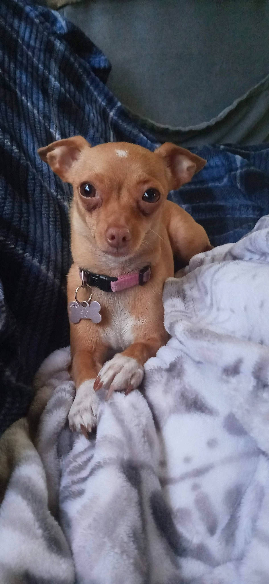 Miley joined the competition — help win amazing prizes! canidae, carnivore, chihuahua, comfort, companion_dog, corgi_chihuahua, dog, dog_breed, dog_supply, ear, fawn, fur, liver, puppy, snout, sporting_group, terrestrial_animal, toy_dog, whiskers, working_animal