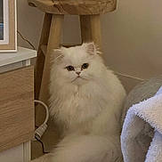 Caïpi a rejoint le concours — aidez-le/la à gagner de superbes lots ! cat, white_cat, persian_cat, pet, furry, fluffy, indoor, living_room, stool, vase, candle, wood_table, carpet, blanket, cozy, portrait, whiskers, tail, eyes, furniture