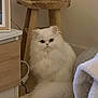 cat, white_cat, persian_cat, pet, furry, fluffy, indoor, living_room, stool, vase, candle, wood_table, carpet, blanket, cozy, portrait, whiskers, tail, eyes, furniture