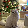 Caïpi participe au concours pour gagner de l'argent avec cette photo : cat, white_cat, fluffy, persian_cat, pet, indoor, christmas_tree, ornament, bokeh, lamp, carpet, holiday, decorations, cute, portrait, furry, tail, big_eyes, soft_lighting, living_room