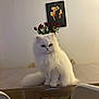 Caïpi a rejoint le concours — aidez-le/la à gagner de superbes lots ! cat, white_cat, fluffy_fur, long_hair, sitting, table, dining_table, roses, flowers, chair, framed_art, wall, indoor, pet, feline, whiskers, tail, expression, cozy, portrait_orientation
