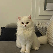 Caïpi participe au concours pour gagner de l'argent avec cette photo : cat, white_cat, fluffy, long_hair, pet, indoor, sofa, cushion, pillow, window, blinds, cozy, sitting, portrait, amber_eyes, whiskers, paws, tail, wall, home