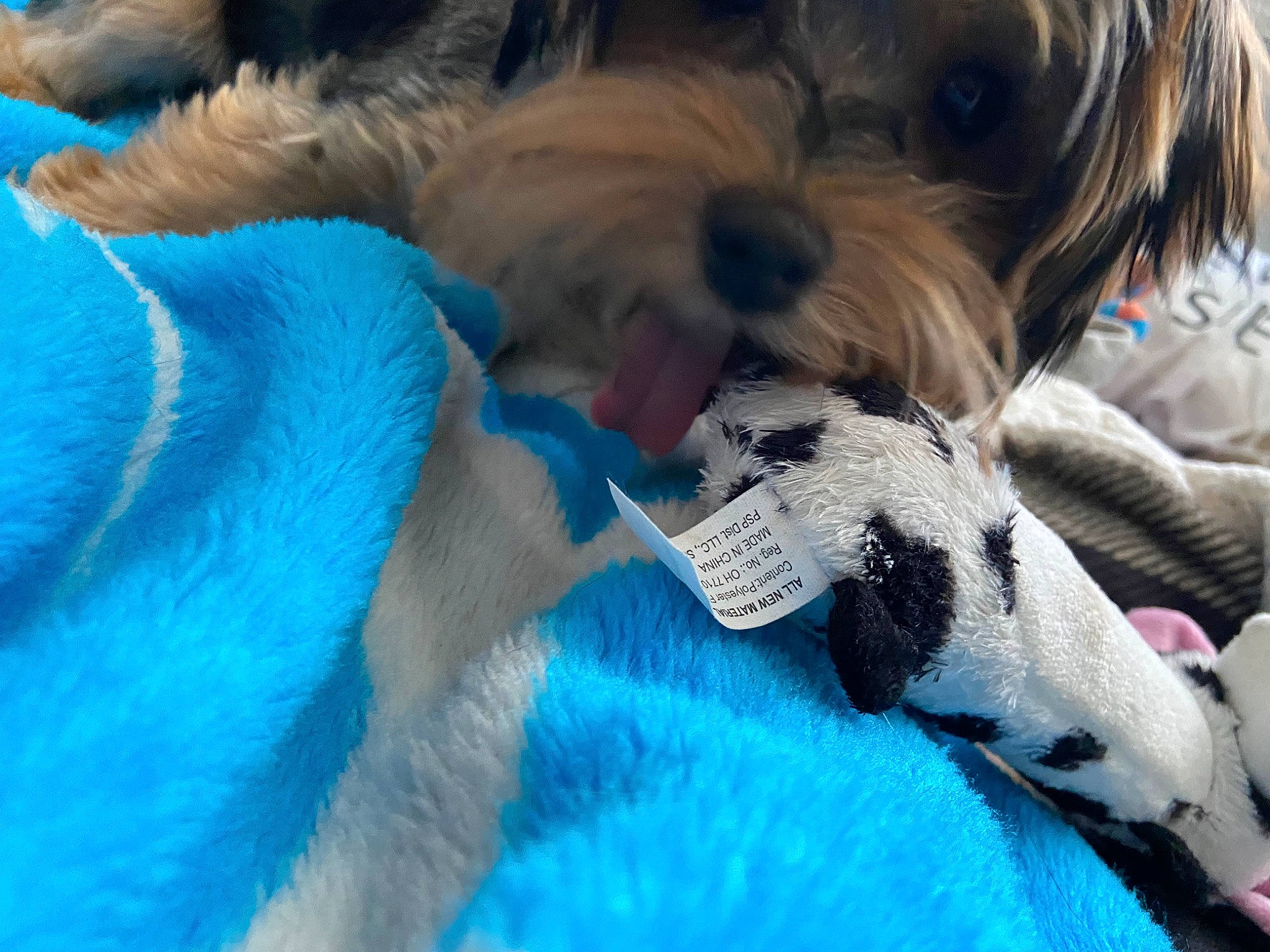 Duncan is registered to the contest to win money with this photo: canidae, carnivore, companion_dog, dog, dog_breed, maltepoo, mammal, morkie, puppy, rare_breed_dog, schnoodle, shih_tzu, small_terrier, sporting_group, sporting_lucas_terrier, terrier, toy_dog, vertebrate, yorkipoo, yorkshire_terrier