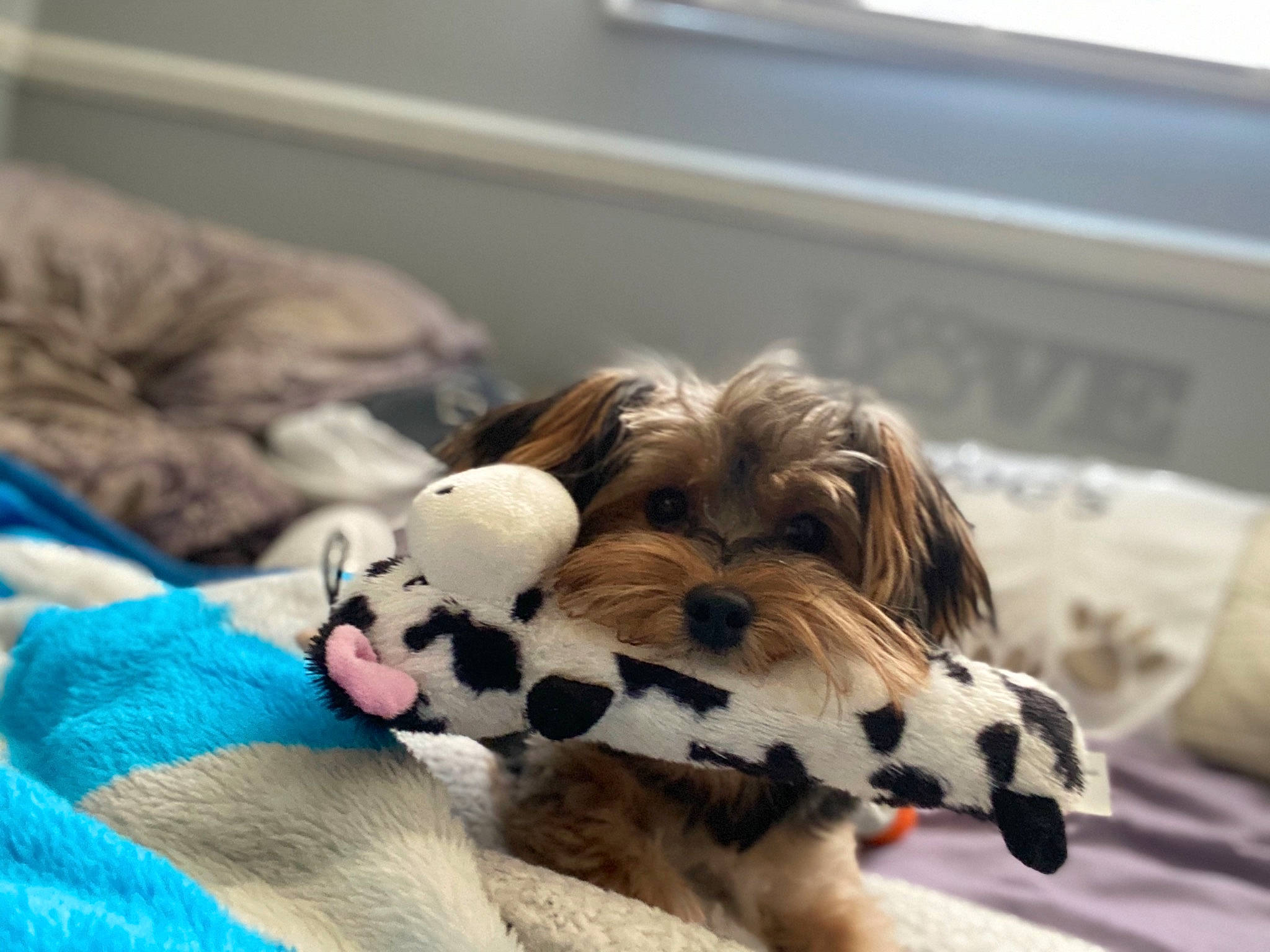 Duncan joined the competition — help win amazing prizes! canidae, carnivore, companion_dog, dog, dog_breed, dog_toy, ear, lhasa_apso, morkie, nap, non_sporting_group, paw, puppy, puppy_love, schnoodle, shih_tzu, snout, sporting_group, toy_dog