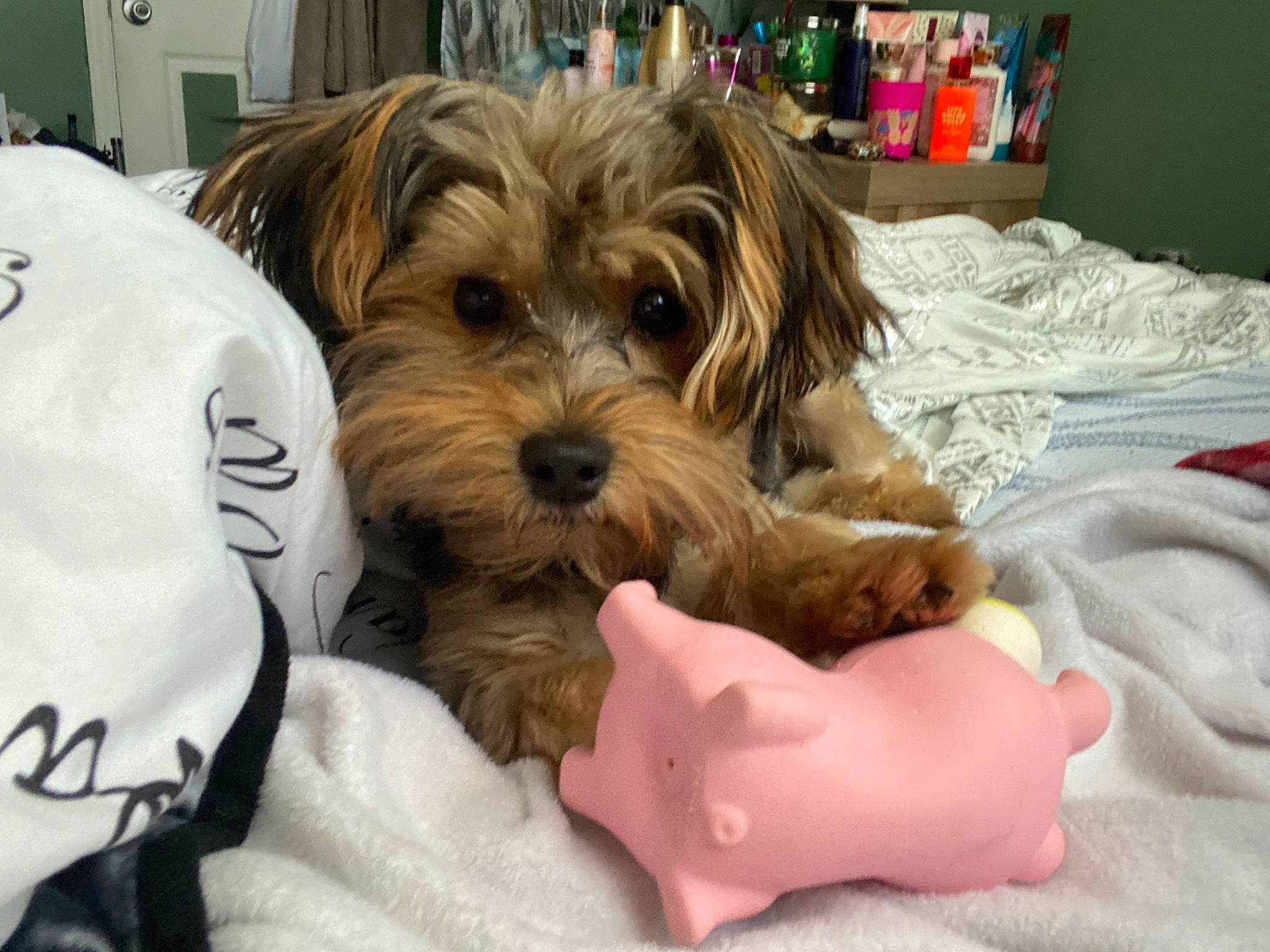 Duncan is registered to the contest to win money with this photo: australian_silky_terrier, biewer_terrier, bolonka, canidae, carnivore, companion_dog, dog, dog_breed, maltepoo, mammal, morkie, puppy, puppy_love, schnoodle, small_terrier, snout, sporting_lucas_terrier, terrier, yorkipoo, yorkshire_terrier