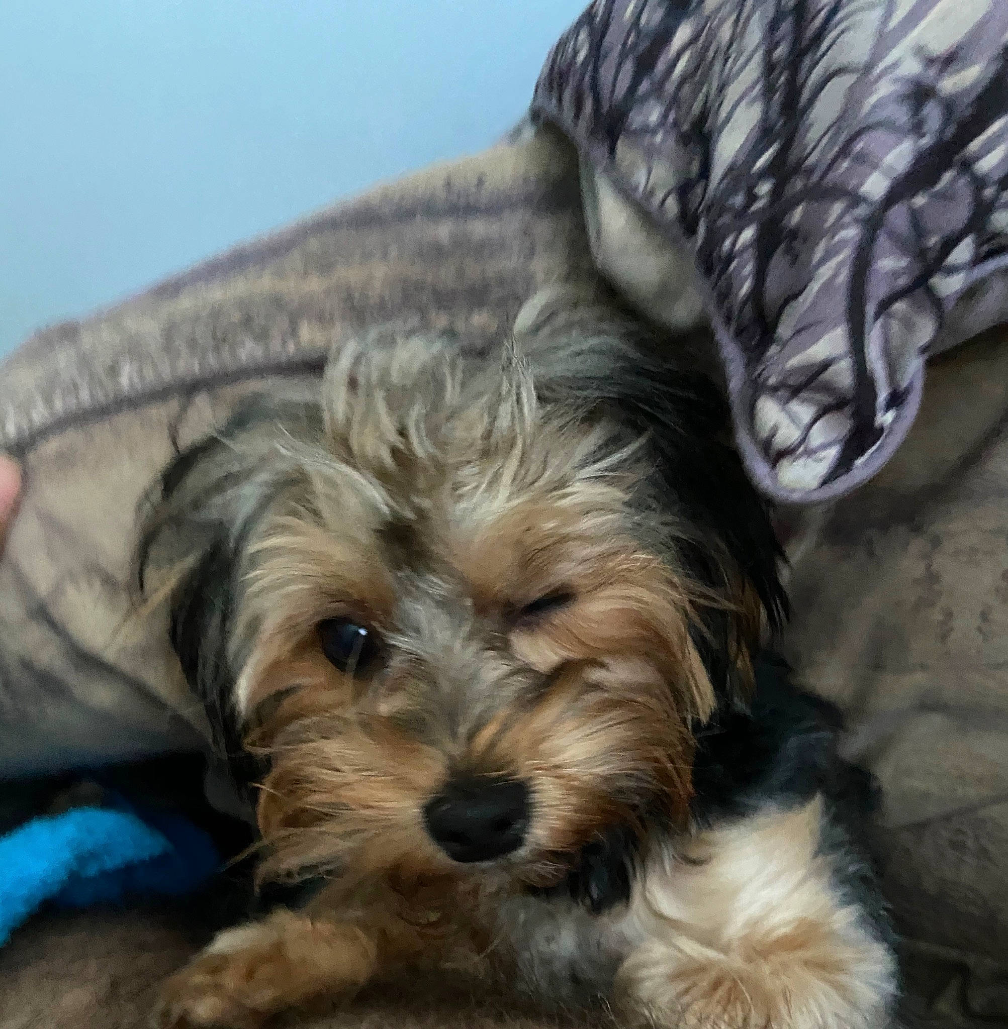 Duncan is registered to the contest to win money with this photo: biewer_terrier, bosnian_coarse_haired_hound, canidae, carnivore, companion_dog, dog, dog_breed, dutch_smoushond, glen_of_imaal_terrier, mammal, morkie, petit_basset_griffon_vendeen, puppy, schnoodle, small_terrier, snout, sporting_lucas_terrier, terrier, vertebrate, yorkshire_terrier