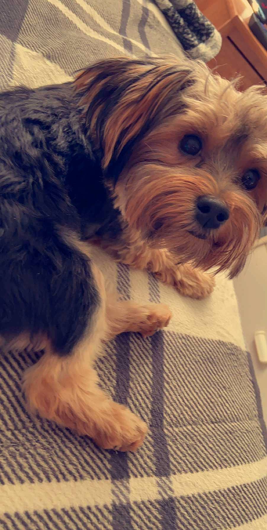 Duncan joined the competition — help win amazing prizes! canidae, carnivore, cavachon, companion_dog, dog, dog_breed, kyi_leo, lowchen, maltepoo, mammal, morkie, puppy, schnoodle, shih_poo, shih_tzu, small_terrier, sporting_lucas_terrier, vertebrate, yorkipoo, yorkshire_terrier