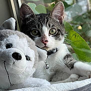 Lenny is registered to the contest to win money with this photo: kitten, cat, plush_toy, stuffed_animal, bed, collar, bell, window, green_leaves, indoor, cozy, fur, pet, cute, animal, closeup, resting, soft_toy, looking, relaxed