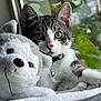 kitten, cat, plush_toy, stuffed_animal, bed, collar, bell, window, green_leaves, indoor, cozy, fur, pet, cute, animal, closeup, resting, soft_toy, looking, relaxed
