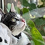 Lenny is registered to the contest to win money with this photo: cat, plush_toy, window, green_leaves, indoor, close_up, pet_collar, bell, tabby_cat, white_fur, pink_nose, whiskers, curious, soft_light, reflection, nature, cozy, toy, animal, domestic_animal