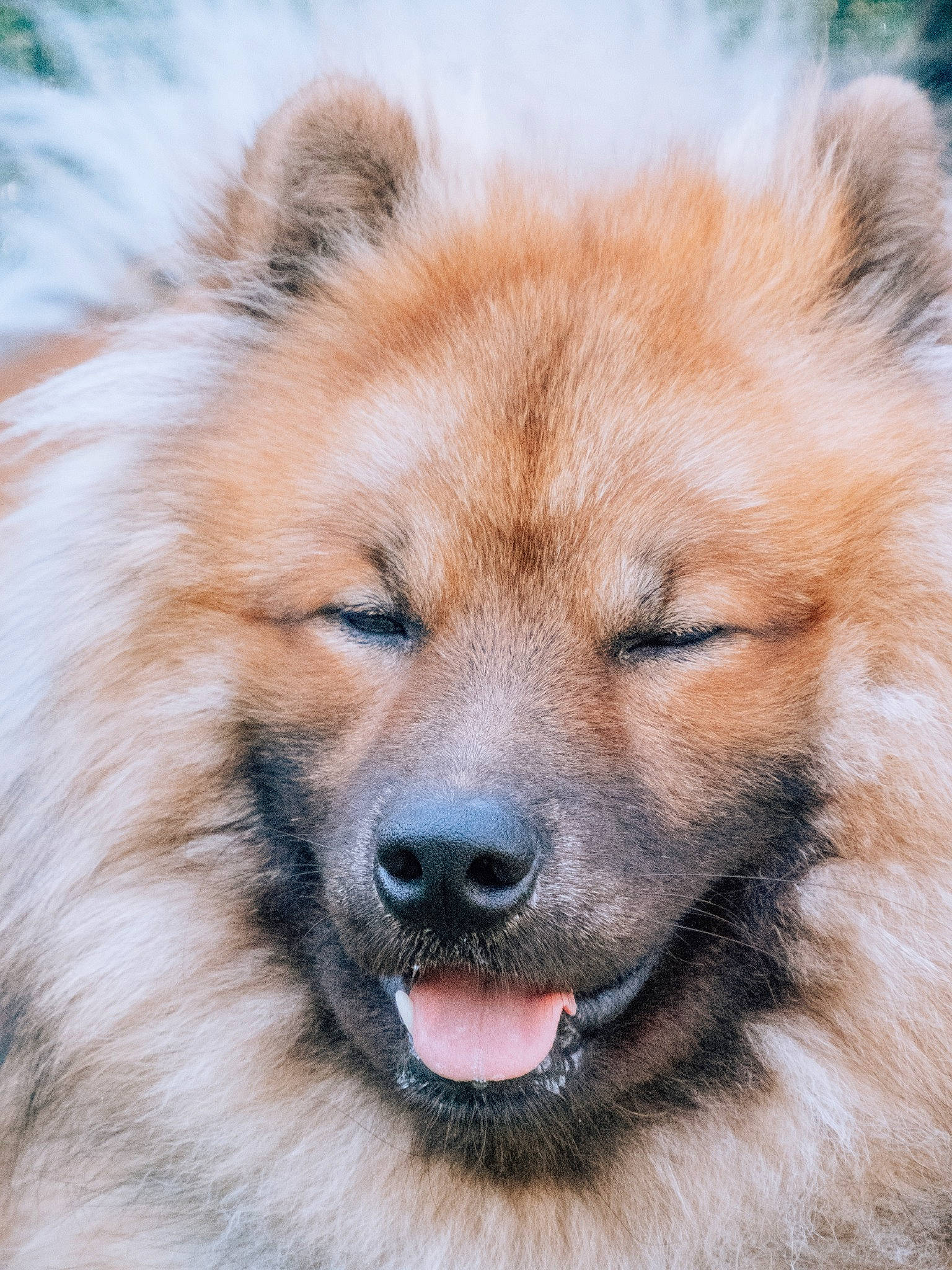 Apache a rejoint le concours — aidez-le/la à gagner de superbes lots ! ancient_dog_breeds, canidae, carnivore, close_up, companion_dog, dog, dog_breed, eye, fawn, fur, iris, liver, non_sporting_group, snout, sporting_group, terrestrial_animal, whiskers, wildlife, working_animal, working_dog