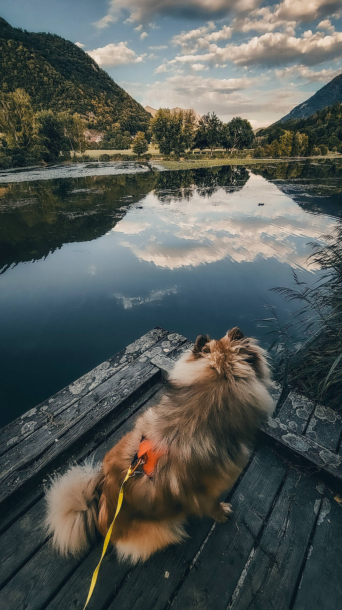 Apache a rejoint le concours — aidez-le/la à gagner de superbes lots ! bank, carnivore, cat, cloud, companion_dog, dog_breed, fawn, felidae, lake, landscape, morning, mountain, mountain_range, natural_landscape, nature, plant, sky, spitz, water, water_resources
