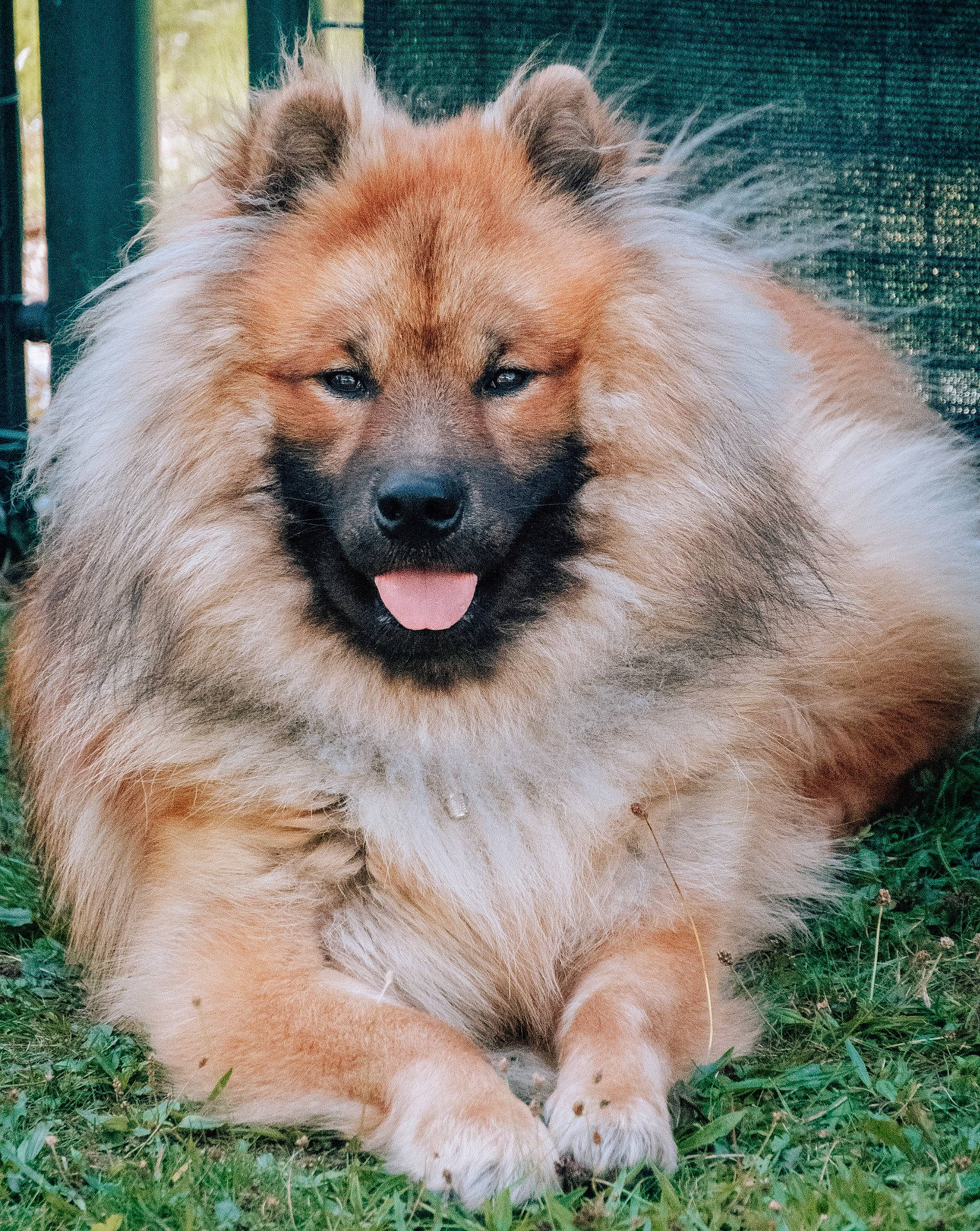 Apache a rejoint le concours — aidez-le/la à gagner de superbes lots ! ancient_dog_breeds, carnivore, companion_dog, dog, dog_breed, fur, german_spitz, grass, shout, smile, snout, terrestrial_animal, whiskers, working_animal, working_dog