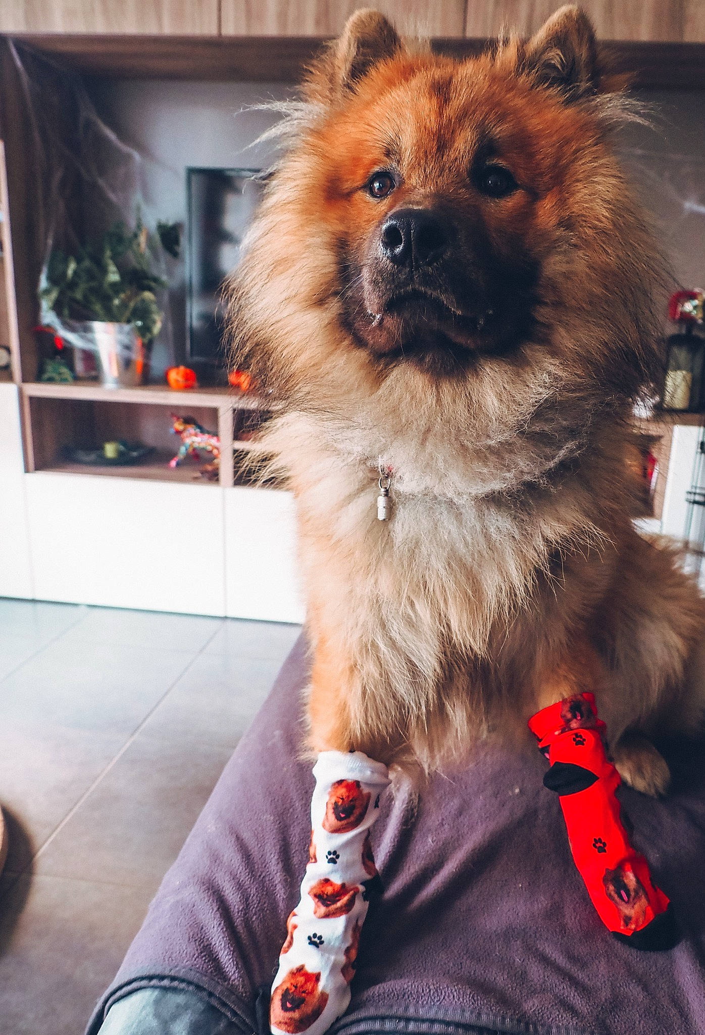 Apache participe au concours pour gagner de l'argent avec cette photo : canidae, carnivore, collar, companion_dog, dog, dog_breed, dog_collar, dog_supply, electric_blue, event, fashion_accessory, fawn, fur, houseplant, non_sporting_group, picture_frame, snout, sporting_group, toy_dog, working_animal