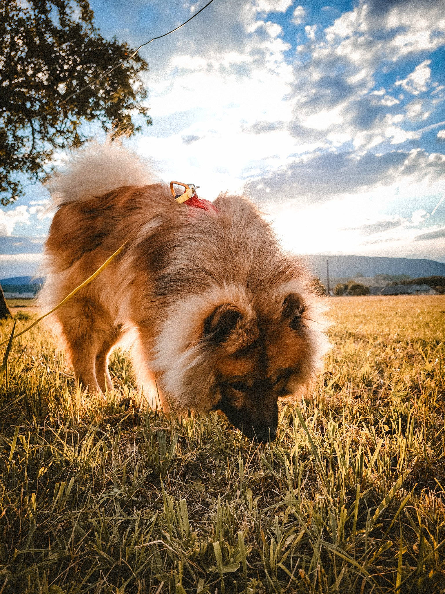 Apache a rejoint le concours — aidez-le/la à gagner de superbes lots ! canidae, carnivore, cloud, companion_dog, dog, dog_breed, fawn, fur, german_spitz, german_spitz_klein, german_spitz_mittel, grass, grassland, liver, sky, snout, spitz, sporting_group, toy_dog, tree