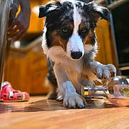 Thor is registered to the contest to win money with this photo: animal, blue_eyes, bottle, cabinet, closeup, curious, dog, domestic, floor, focused, furniture, hand, indoor, kitchen, mammal, paw, pet, playing, shoe, wooden_floor