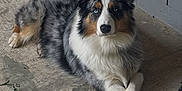 Thor is registered to the contest to win money with this photo: animal, australian_shepherd, blue_eyes, canine, companion, concrete, crossed_paws, cute, dog, floor, fur, furry, gray_wall, indoor, looking_at_camera, lying_down, mammal, pet, portrait, resting