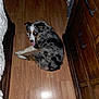 animal, bed, blanket, canine, dog, domestic, dresser, flash, floor, fur, furniture, home, indoor, looking_back, merle, pet, playful, reflection, tongue_out, wooden_floor