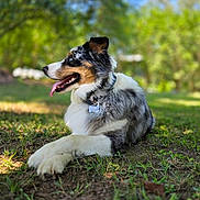Thor joined the competition — help win amazing prizes! dog, australian_shepherd, outdoor, grass, tongue_out, pet, animal, collar, name_tag, relaxed, sunlight, nature, blurred_background, greenery, side_view, happy, fur, canine, park, daytime