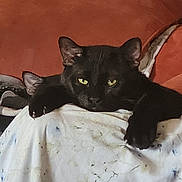Blind Fury Bruduh is registered to the contest to win money with this photo: cat, black_cat, pet, animal, feline, relaxed, resting, indoor, couch, blanket, green_eyes, cozy, fur, paw, whiskers, lazy, domestic_cat, home, cute, sleepy