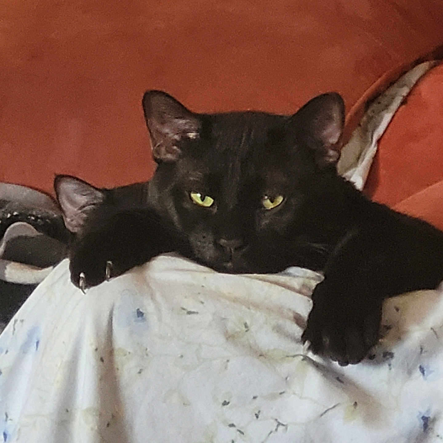 Blind Fury Bruduh is registered to the contest to win money with this photo: cat, black_cat, pet, animal, feline, relaxed, resting, indoor, couch, blanket, green_eyes, cozy, fur, paw, whiskers, lazy, domestic_cat, home, cute, sleepy