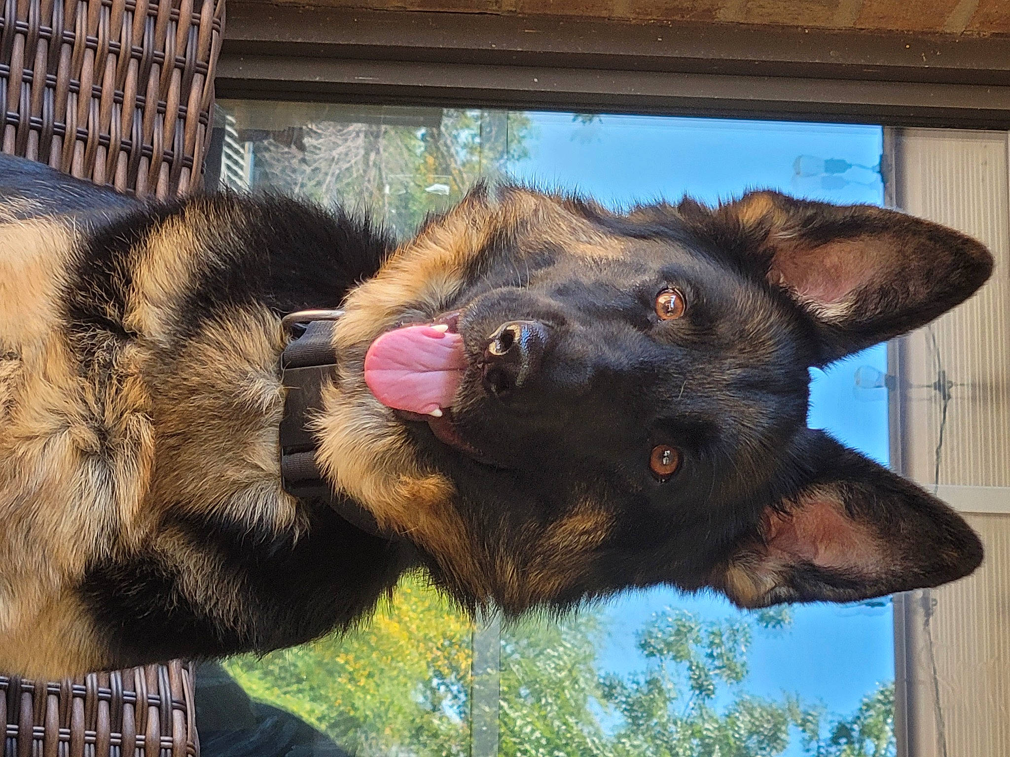 Athena is registered to the contest to win money with this photo: american_black_bear, bear, canidae, carnivore, dog_breed, ear, fur, gesture, mammal, organism, paw, plant, snout, sporting_group, terrestrial_animal, tree, vertebrate, wildlife, window, working_animal