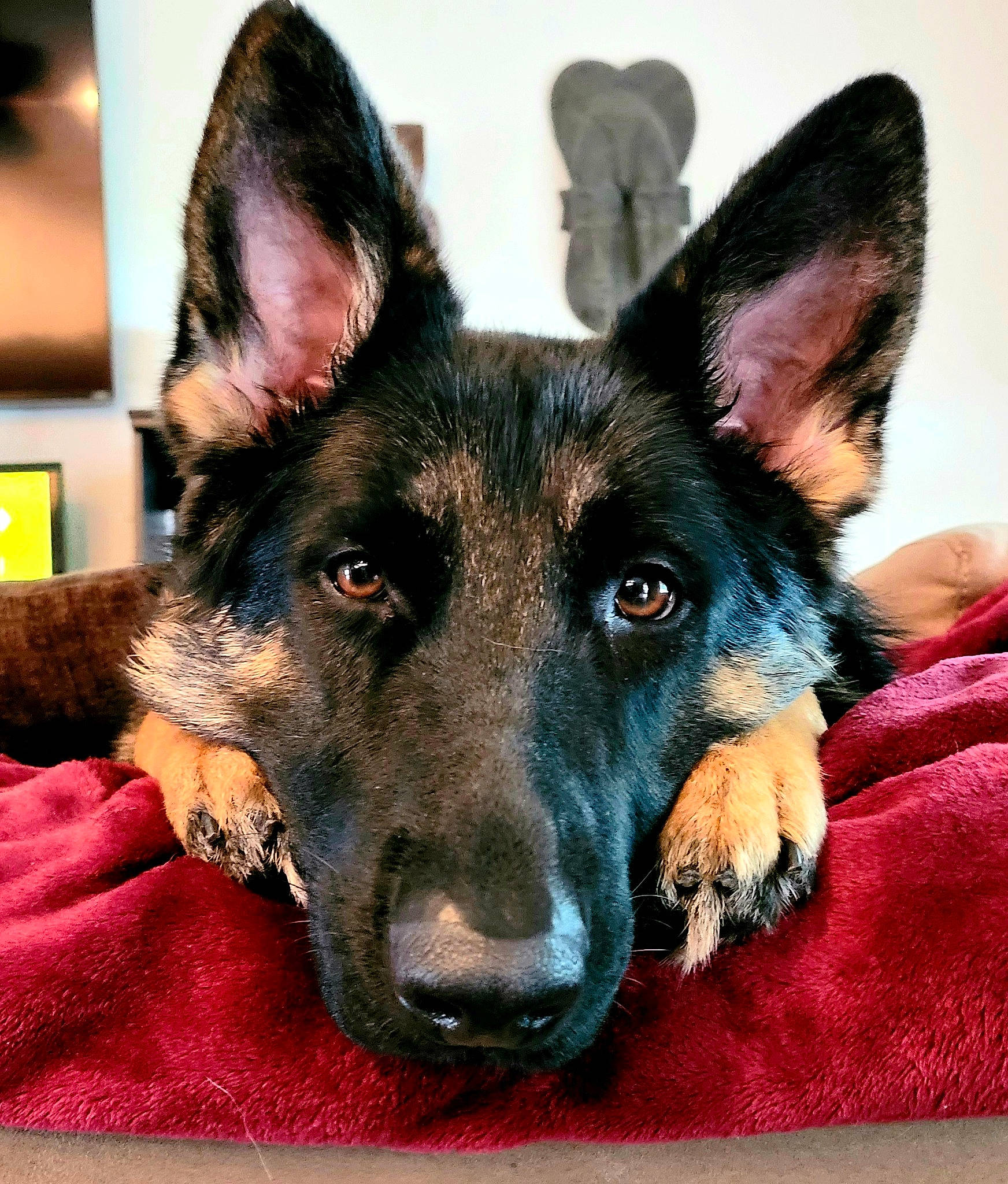 Athena joined the competition — help win amazing prizes! canidae, carnivore, companion_dog, dog, dog_breed, ear, east_european_shepherd, event, eye, fur, german_shepherd_dog, guard_dog, herding_dog, jaw, king_shepherd, old_german_shepherd_dog, snout, sporting_group, working_animal, working_dog