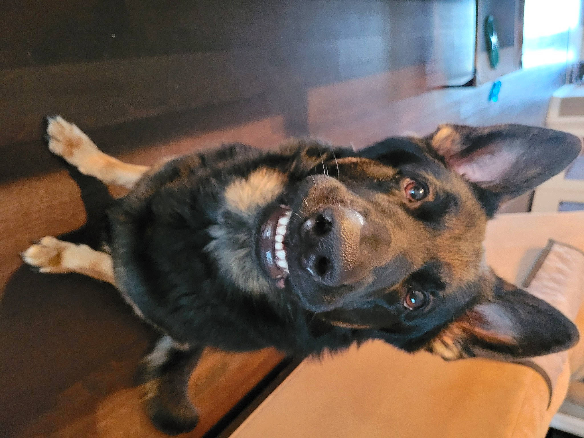 Ares joined the competition — help win amazing prizes! canidae, carnivore, companion_dog, dog, dog_breed, ear, flooring, fur, german_shepherd_dog, guard_dog, hardwood, herding_dog, king_shepherd, old_german_shepherd_dog, paw, snout, sporting_group, whiskers, working_animal, working_dog