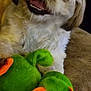 Schweppes a rejoint le concours — aidez-le/la à gagner de superbes lots ! animal, blanket, closeup, comfort, cozy, cute, dog, fluffy, fur, green, happy, indoor, mammal, orange, pet, playful, resting, smiling, stuffed_toy, toy