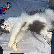 Alvin participe au concours pour gagner de l'argent avec cette photo : kitten, cat, sleeping, lying_down, gray, white, fluffy, toy, bird_toy, bed, sheet, pet, cute, feline, indoor, relaxed, paws, pink_nose, whiskers, young