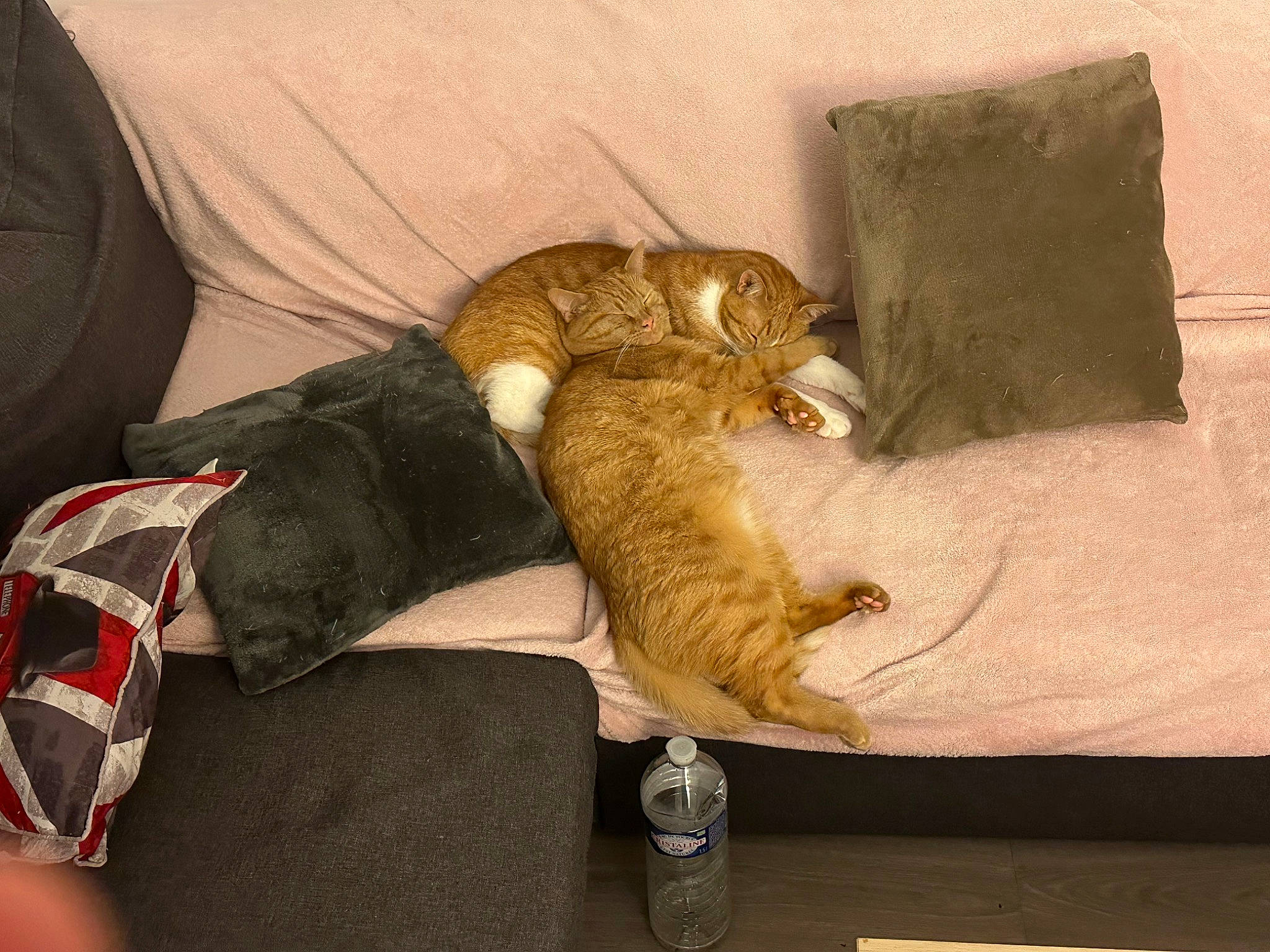 Oasis a rejoint le concours — aidez-le/la à gagner de superbes lots ! bottle, carnivore, cat, comfort, companion_dog, couch, domestic_short_haired_cat, fawn, felidae, fur, linens, living_room, mammal, room, small_to_medium_sized_cats, studio_couch, tail, textile, whiskers, wood