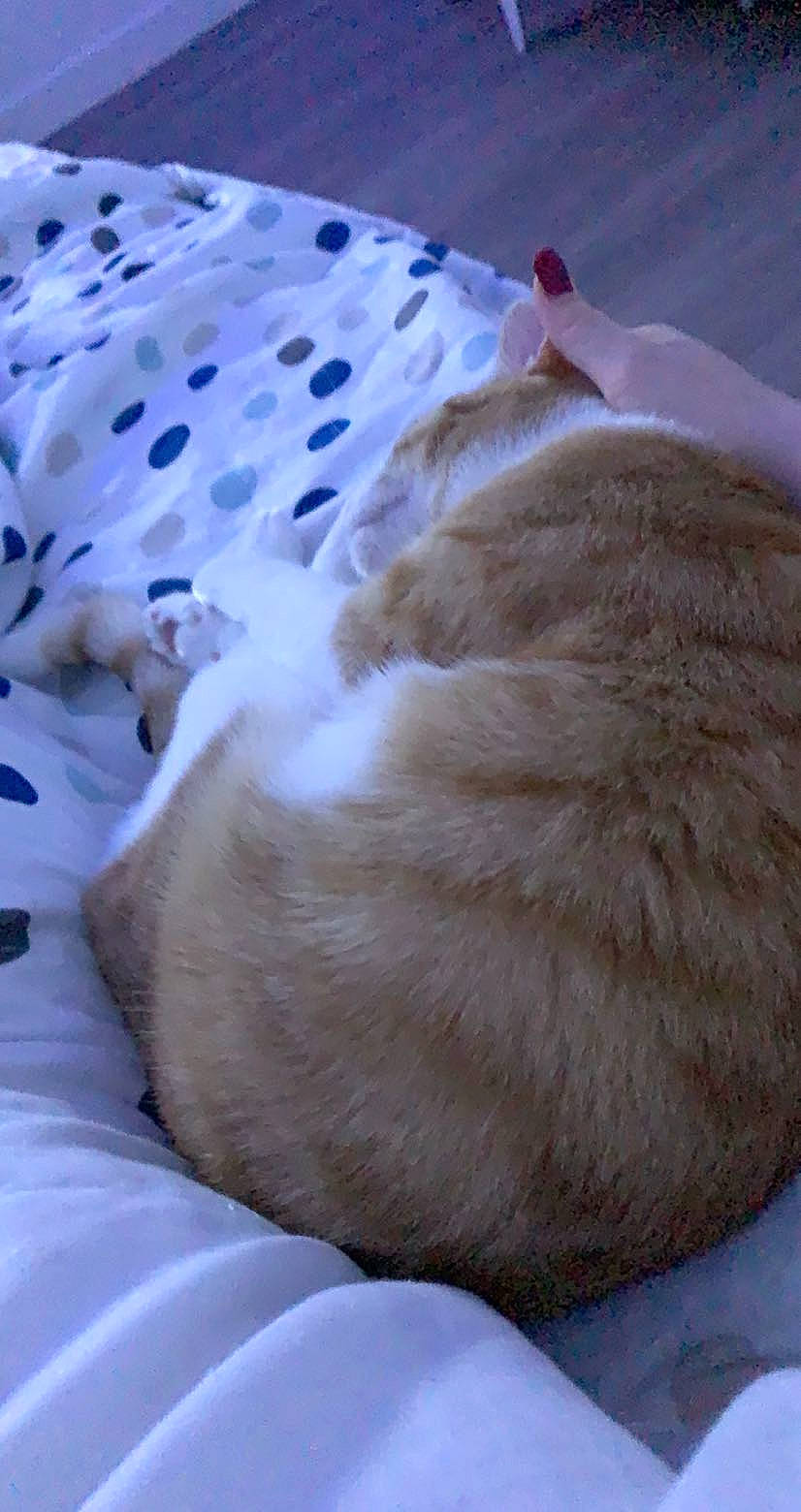 Oasis participe au concours pour gagner de l'argent avec cette photo : bedtime, canidae, carnivore, cat, cat_bed, cat_supply, claw, comfort, domestic_short_haired_cat, fawn, felidae, fur, linens, paw, small_to_medium_sized_cats, snout, sporting_group, tail, textile, whiskers