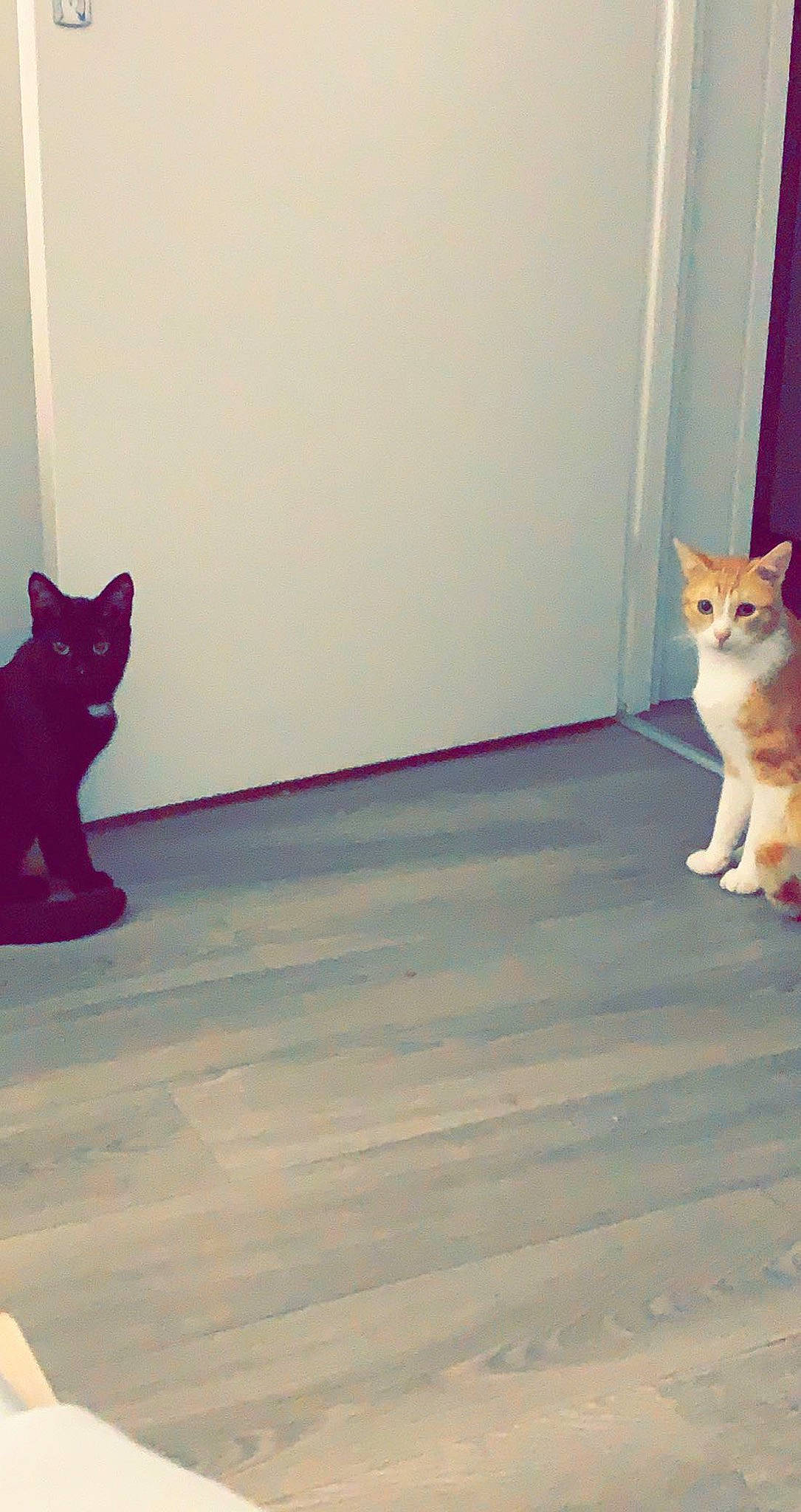 Oasis participe au concours pour gagner de l'argent avec cette photo : black, brown, carnivore, cat, domestic_short_haired_cat, fawn, felidae, floor, flooring, grey, hardwood, human_leg, mammal, small_to_medium_sized_cats, tail, tints_and_shades, vertebrate, whiskers, white, wood