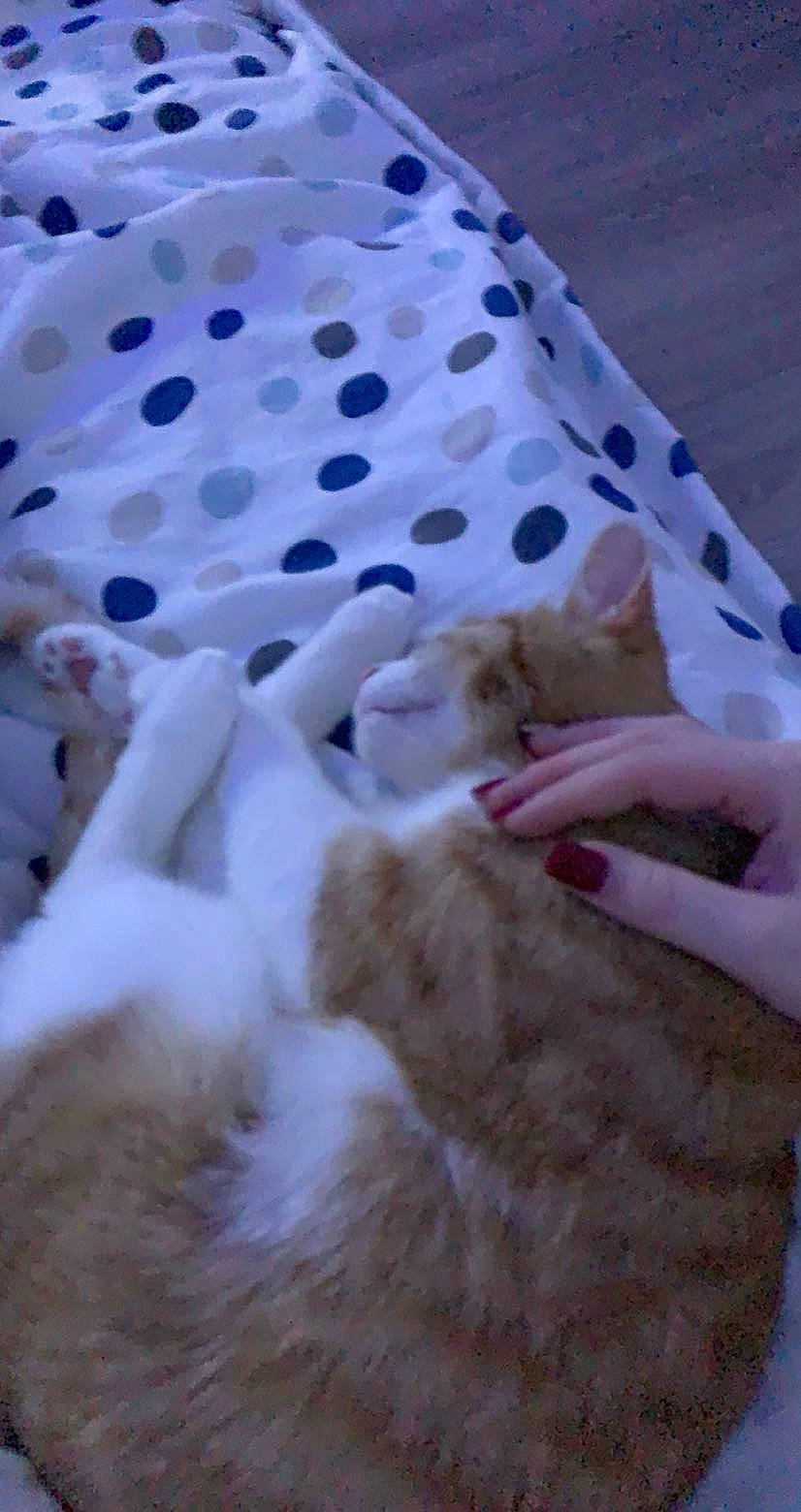 Oasis participe au concours pour gagner de l'argent avec cette photo : bed_sheet, bedding, canidae, carnivore, cat, child, comfort, domestic_short_haired_cat, fawn, felidae, flooring, fur, linens, nail, pattern, paw, small_to_medium_sized_cats, textile, whiskers, wood