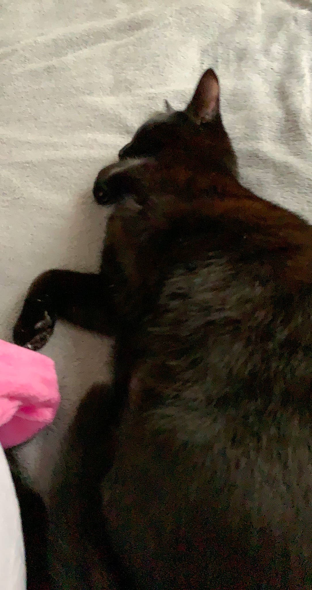 Rina participe au concours pour gagner de l'argent avec cette photo : black_cat, brown, canidae, carnivore, cat, dog_breed, domestic_short_haired_cat, fawn, felidae, fur, gesture, liver, small_to_medium_sized_cats, snout, sporting_group, tail, terrestrial_animal, whiskers, wood, working_animal