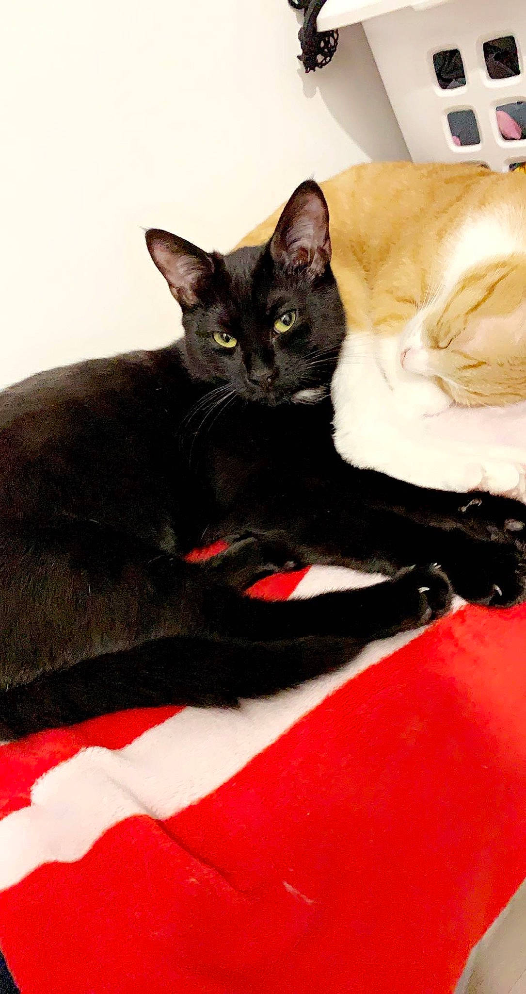 Rina participe au concours pour gagner de l'argent avec cette photo : black_cat, bombay, carmine, carnivore, cat, cat_supply, claw, comfort, domestic_short_haired_cat, eye, felidae, fur, havana_brown, paw, small_to_medium_sized_cats, snout, tail, whiskers