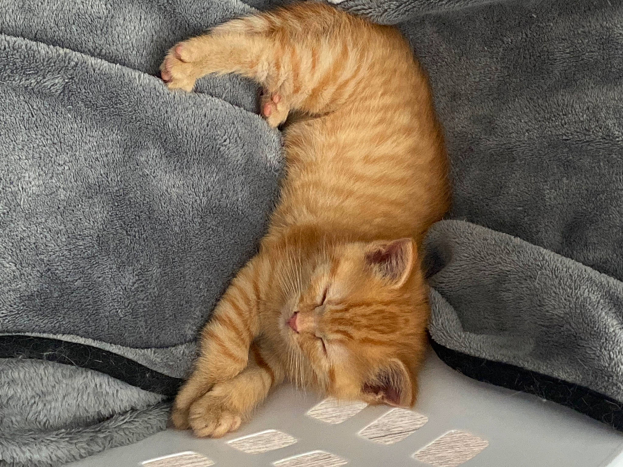 Sun participe au concours pour gagner de l'argent avec cette photo : carnivore, cat, claw, comfort, domestic_short_haired_cat, ear, fawn, felidae, fur, human_leg, linens, nap, paw, sitting, small_to_medium_sized_cats, snout, tail, textile, whiskers, wood