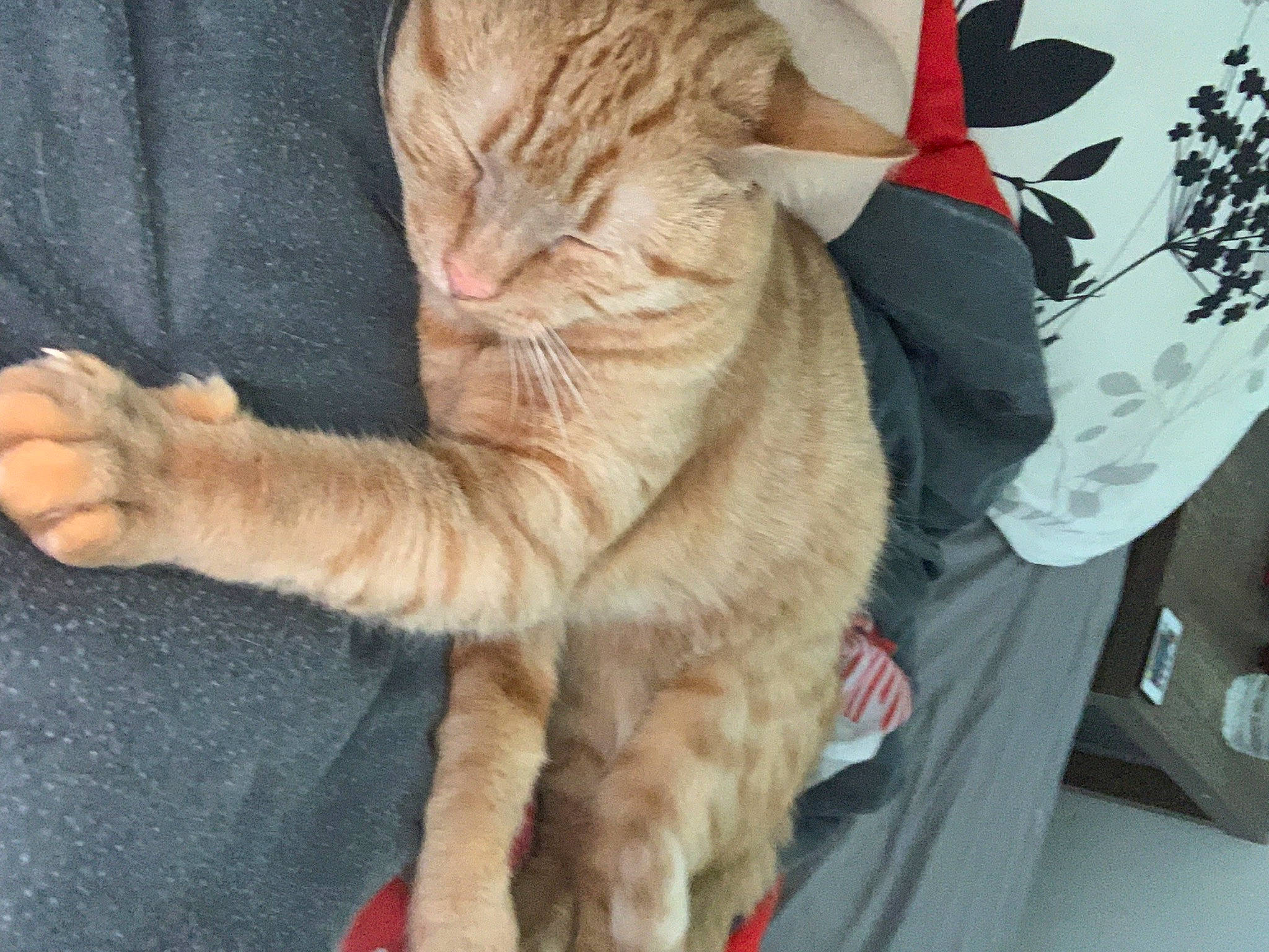 Sun a rejoint le concours — aidez-le/la à gagner de superbes lots ! carmine, carnivore, cat, claw, comfort, domestic_short_haired_cat, fawn, felidae, foot, fur, gesture, human_leg, paw, small_to_medium_sized_cats, snout, tail, whiskers, window, wrinkle