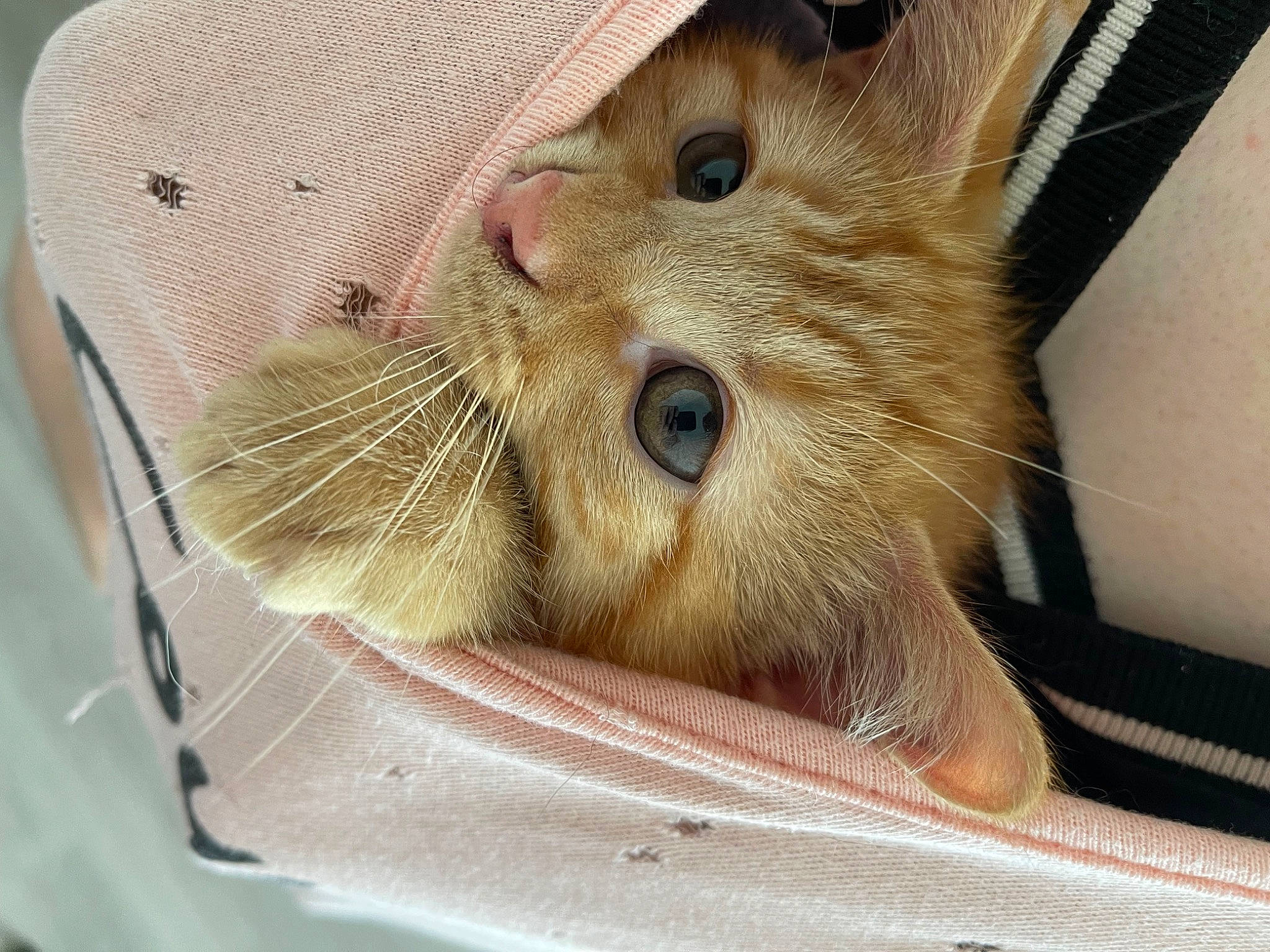 Sun a rejoint le concours — aidez-le/la à gagner de superbes lots ! carnivore, cat, cat_supply, claw, comfort, devon_rex, domestic_short_haired_cat, fawn, felidae, fur, hat, paw, pet_supply, small_to_medium_sized_cats, snout, whiskers