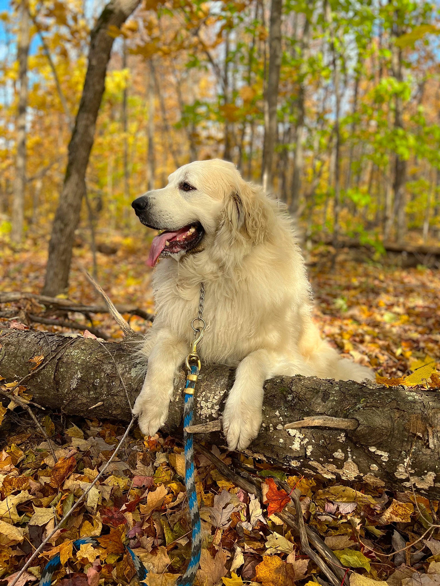 Cersie joined the competition — help win amazing prizes! autumn, biting, carnivore, companion_dog, dog, dog_breed, forest, fur, grass, great_pyrenees, leaf, natural_landscape, plant, soil, sporting_group, tail, tree, wood, woodland, working_dog
