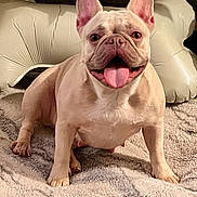 Chanel is registered to the contest to win money with this photo: dog, french_bulldog, pet, tongue_out, balloon, bone_shaped_balloon, golden_balloons, indoor, carpet, fluffy_rug, cute, happy, smiling, animal, domestic_animal, portrait, celebration, background, fur, ears