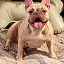 dog, french_bulldog, pet, tongue_out, balloon, bone_shaped_balloon, golden_balloons, indoor, carpet, fluffy_rug, cute, happy, smiling, animal, domestic_animal, portrait, celebration, background, fur, ears
