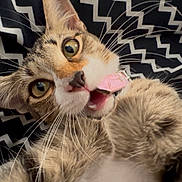 April is registered to the contest to win money with this photo: cat, tabby, pet, animal, fur, whiskers, playful, close_up, indoor, chewing, pink_tag, wide_eyes, ears, fluffy, cute, curious, zigzag_pattern, background, lying_down, muzzle